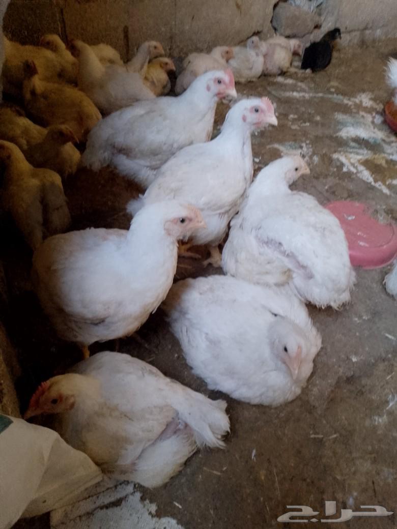 White broiler chicken63152063716609113