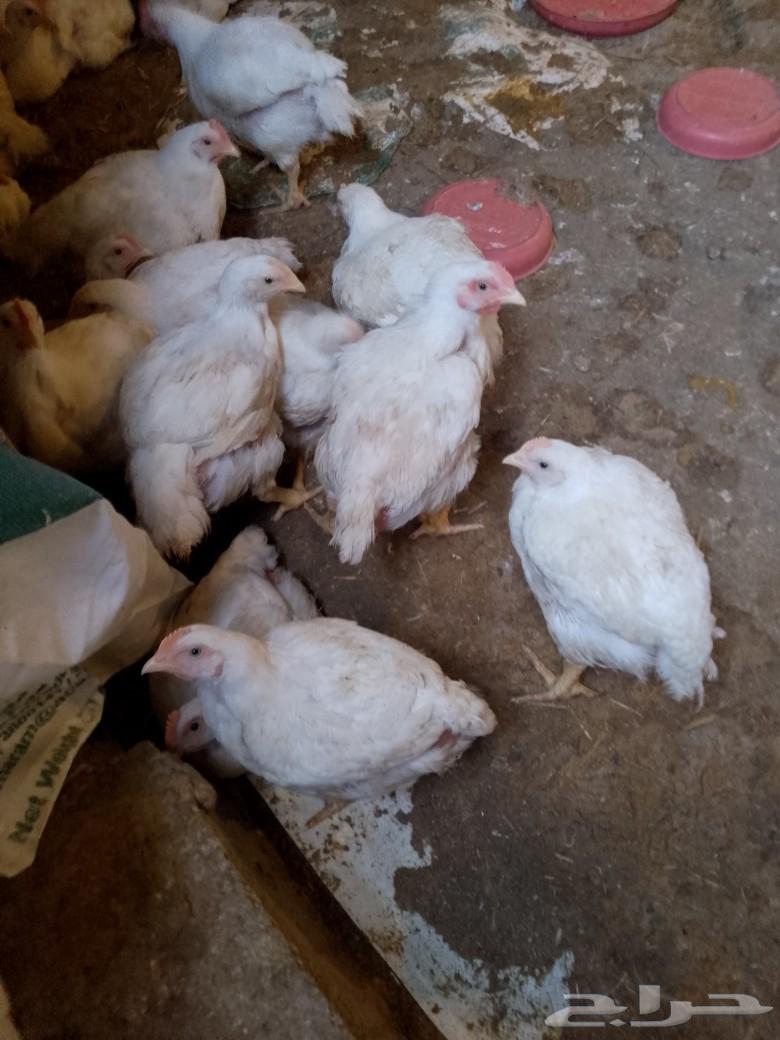 White broiler chicken63152063716609114