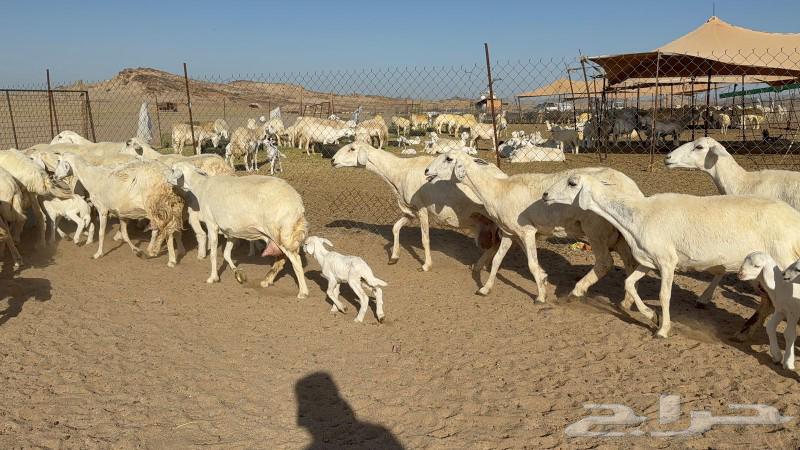 غنم حريات خلفات صنف عددها 17 معاها 1763082294397185111