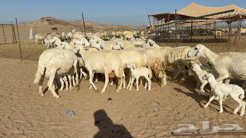 غنم حريات خلفات صنف عددها 17 معاها 17630822943971851129