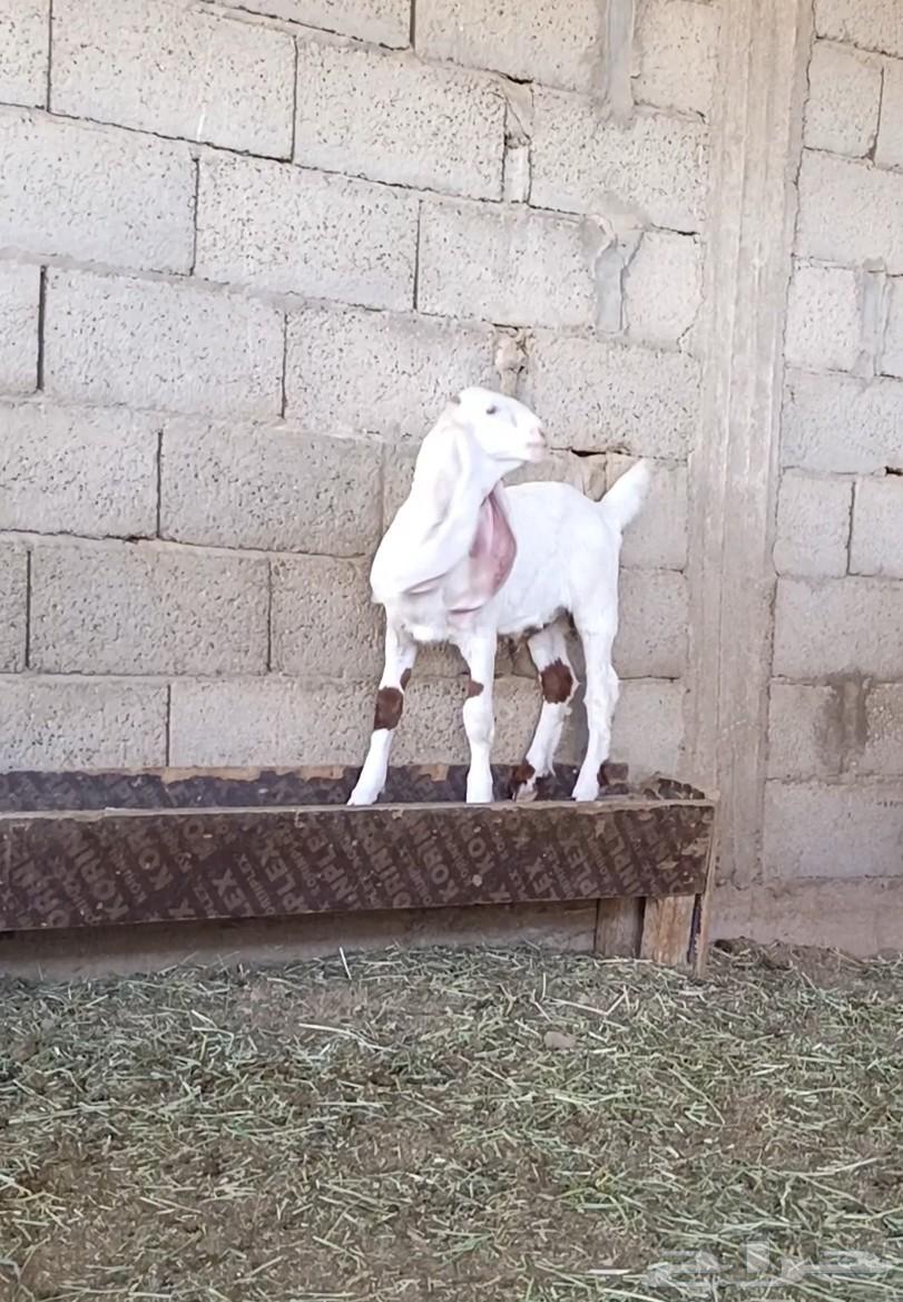 A luxurious goat developer, sin and side, and highness, God willing, blessed be God63082699452802113