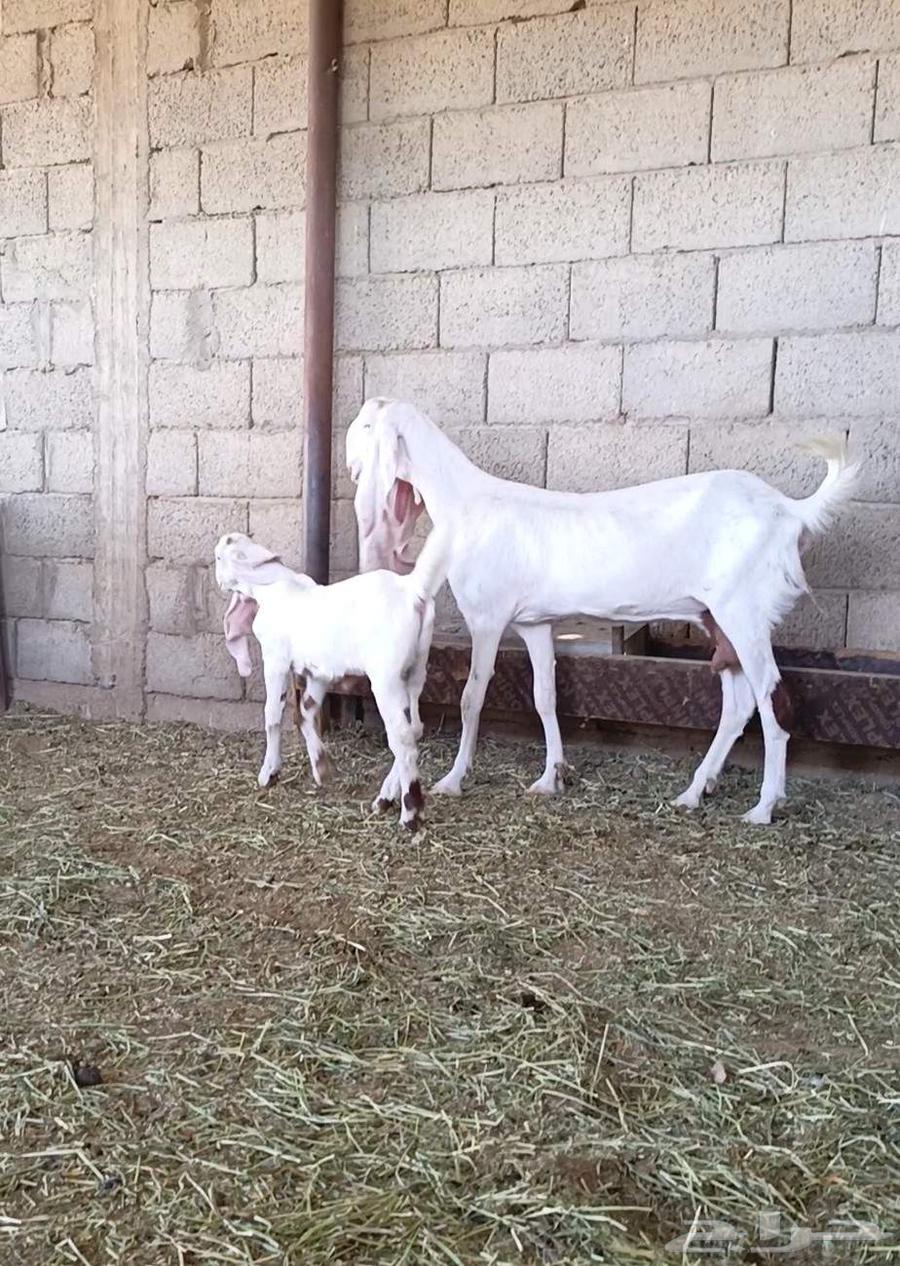 A luxurious goat developer, sin and side, and highness, God willing, blessed be God63082699452802114