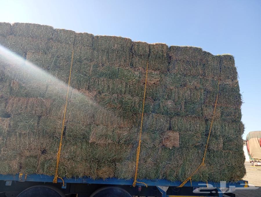 Clover seed, pure spray, size 85 to 87, weight, God willing, Tabarjal Al-Jouf63471285641603111