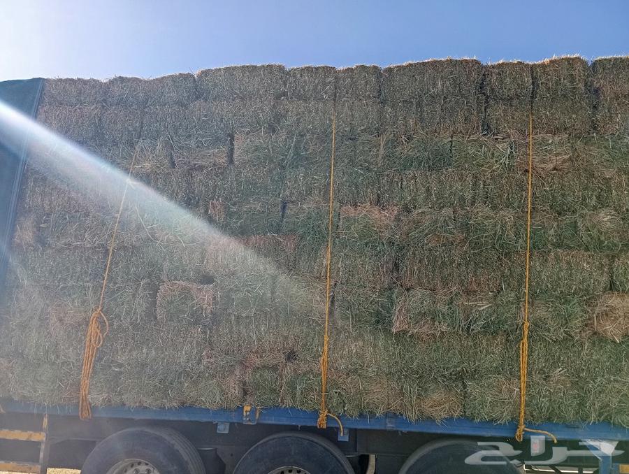 Clover seed, pure spray, size 85 to 87, weight, God willing, Tabarjal Al-Jouf634712856416031120