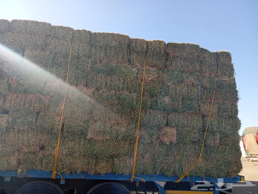 Clover seed, pure spray, size 85 to 87, weight, God willing, Tabarjal Al-Jouf63471285641603112
