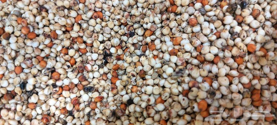 My Country's Grain Mill63078527404546111