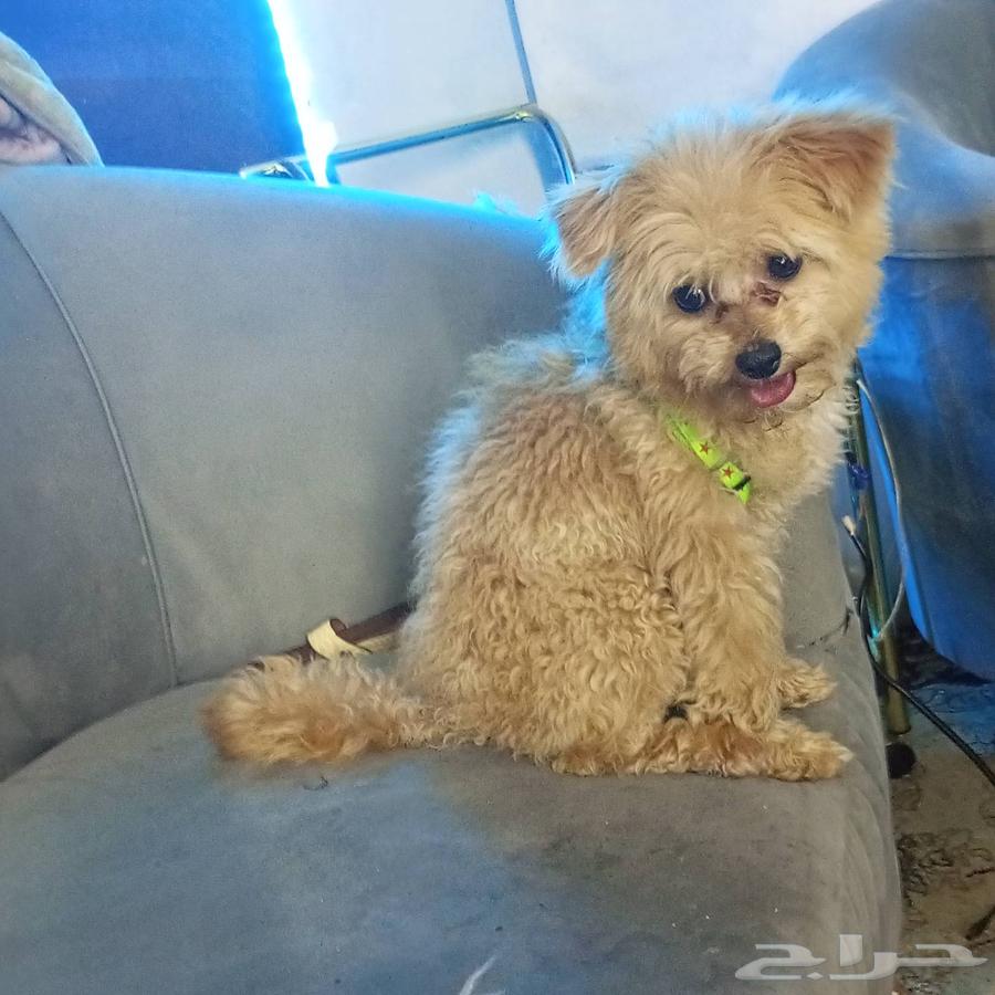 A 5-month-old male trained pet dog63078945551873114