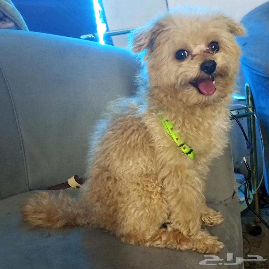 A 5-month-old male trained pet dog63078945551873113