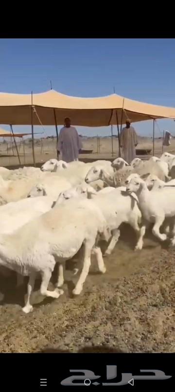غنم حريات خلفات طيبه630785429031691111