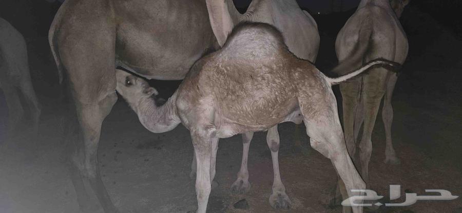 قعدان اللبيع63080626774915115