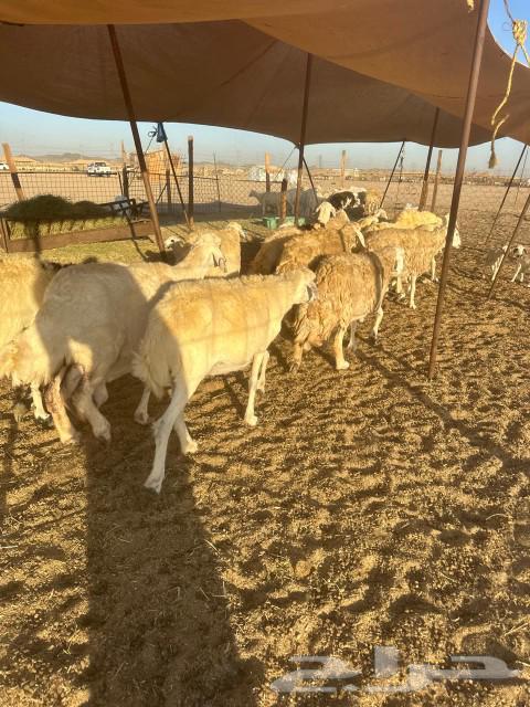 Sheep Khlafat63078961709186111