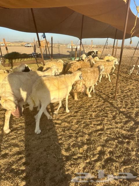 Sheep Khlafat63078961709186112