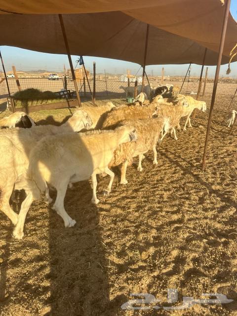 Sheep Khlafat63078961709186113
