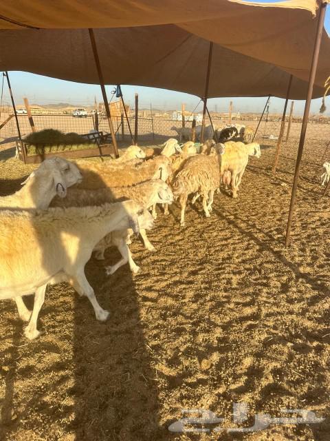Sheep Khlafat63078961709186114