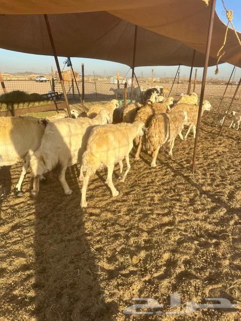 Sheep Khlafat630789617091861126