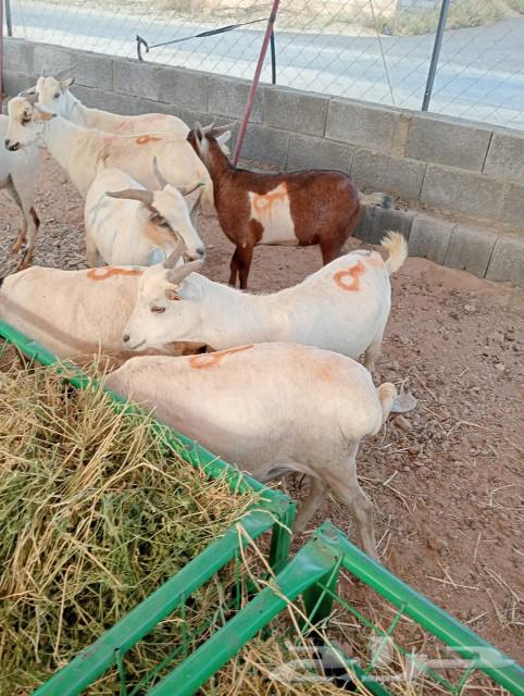 Imported sheep for sale63080621560705113