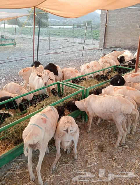 Imported sheep for sale63080621560705111