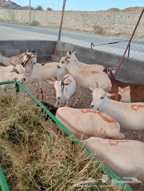 Imported sheep for sale63080621560705112