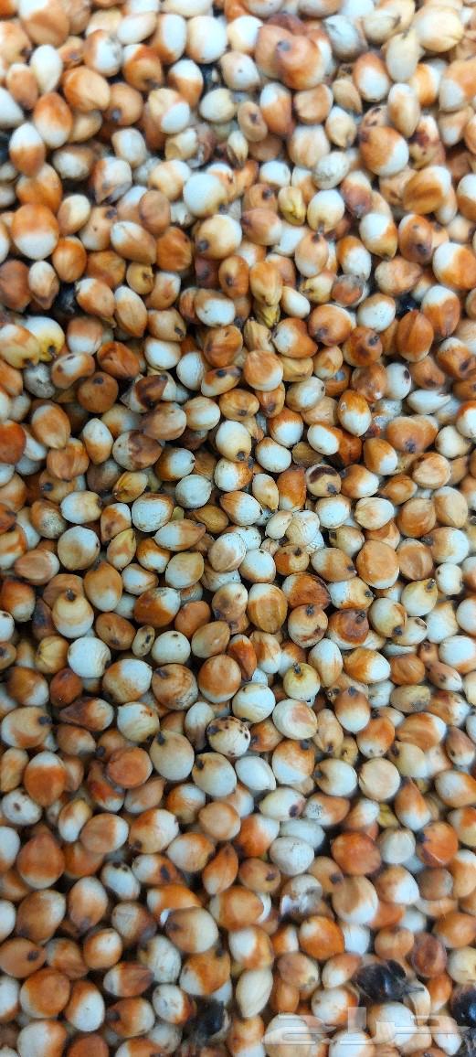 My Country's Grain Mill63078527404546114