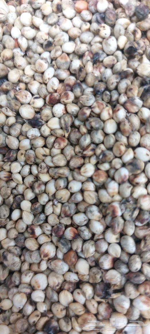 My Country's Grain Mill63078527404546112