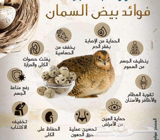 Quail eggs for eating or hatching63081049413891114