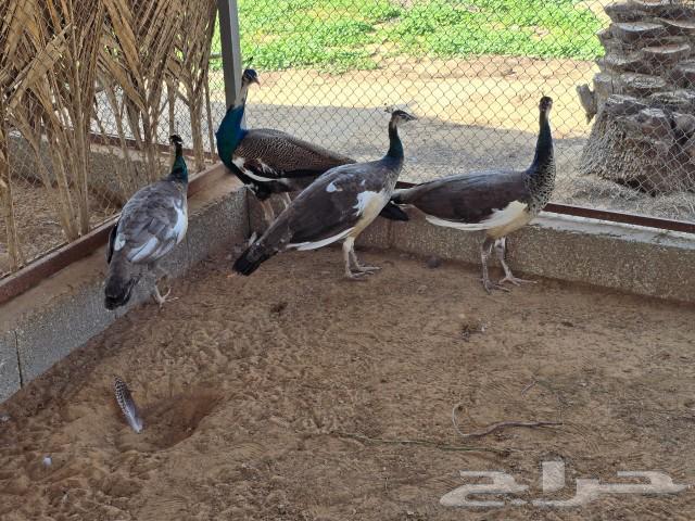 Sparkling peacock for sale63081476551553112