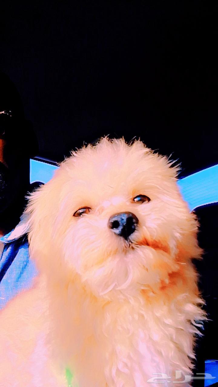 A 5-month-old male trained pet dog63078945551873111