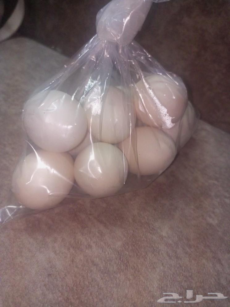 Local eggs63080616023938113