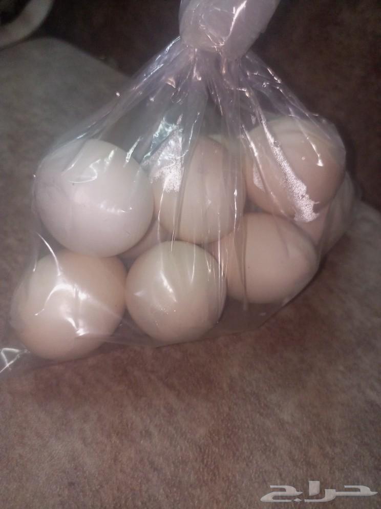 Local eggs63080616023938111