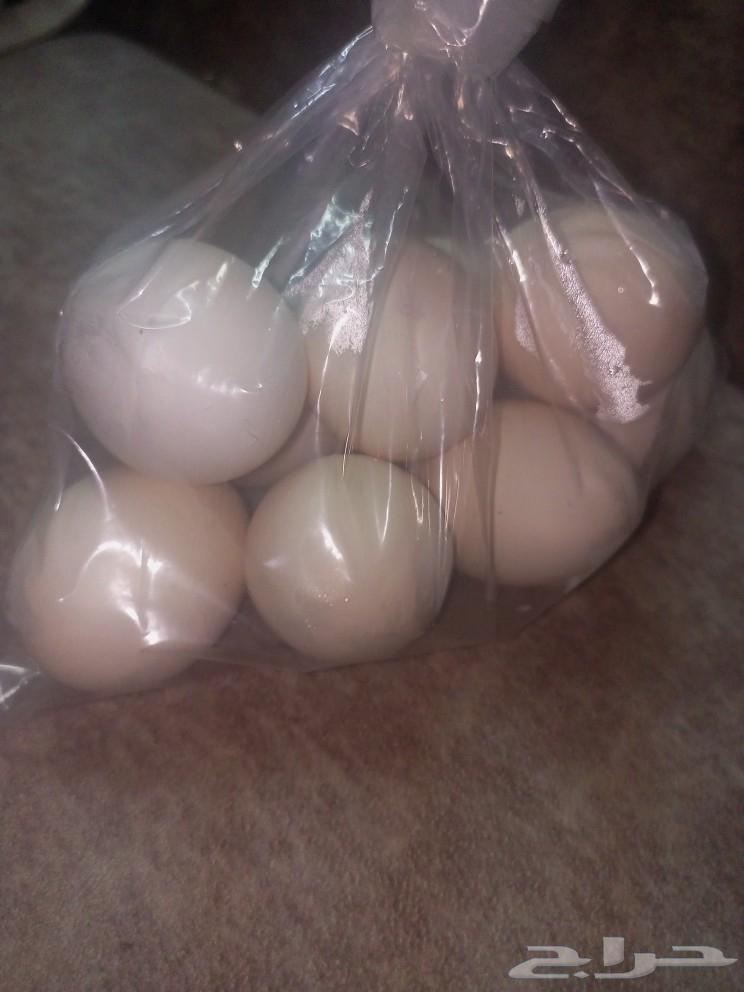 Local eggs63080616023938112
