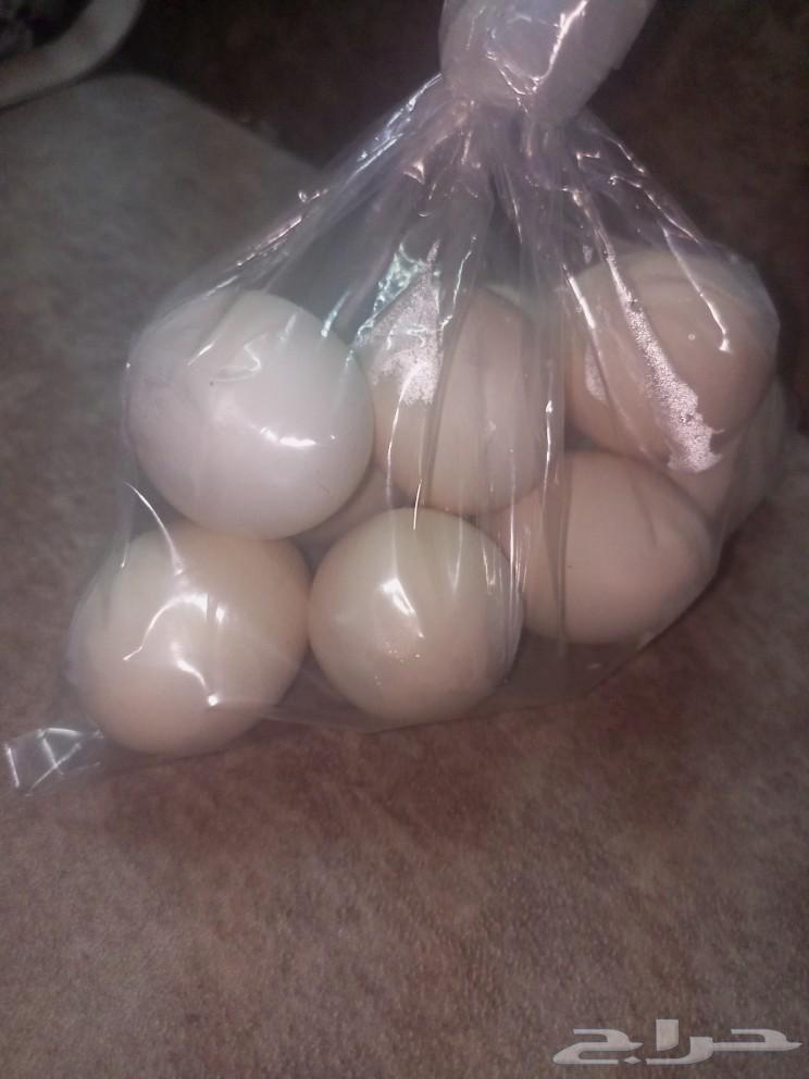 Local eggs63080616023938110