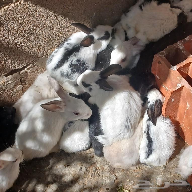 Rabbits for sale, about over 20 walnut pieces 40 riyal630814709639701124