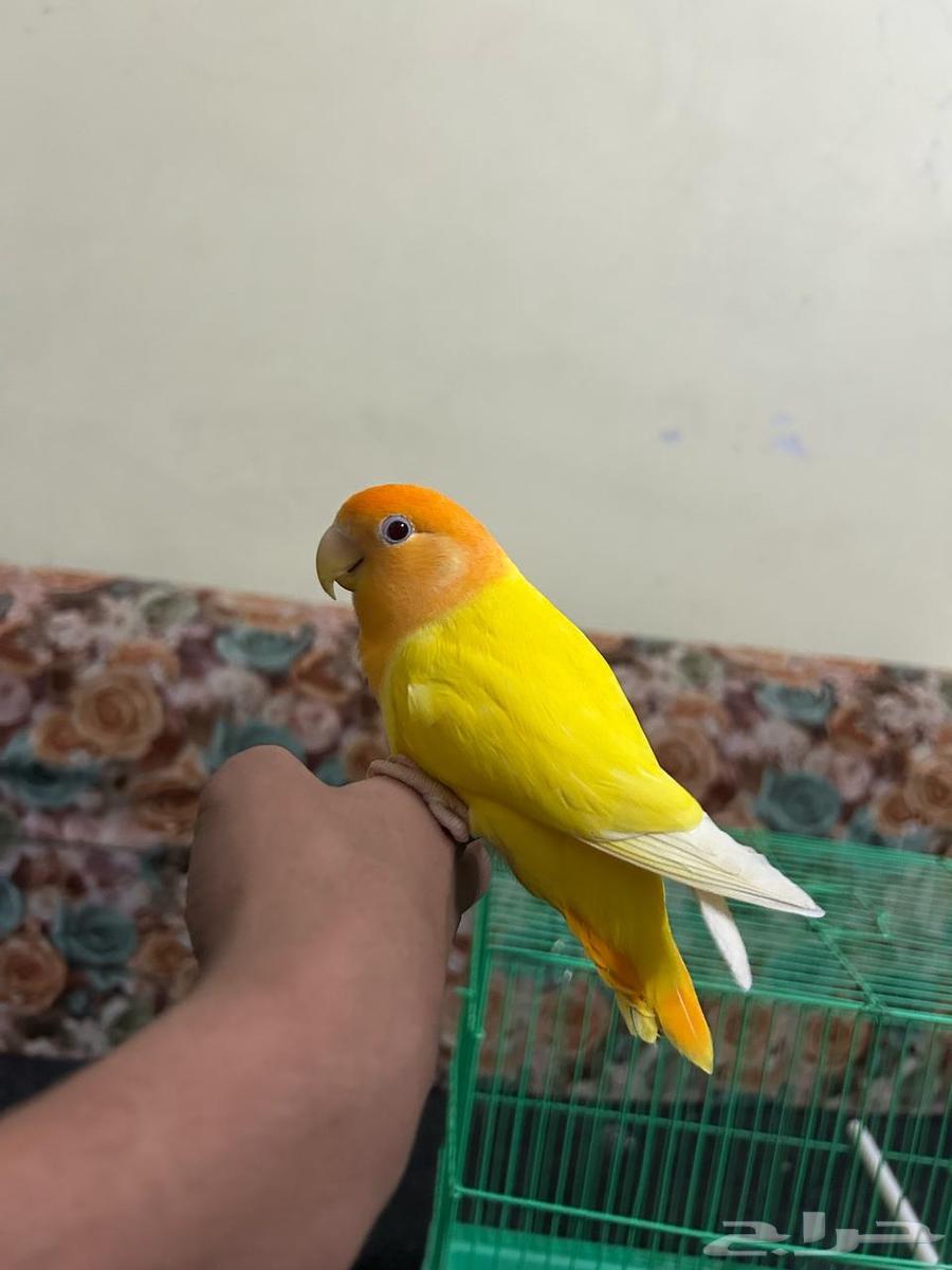 ببغاء روز63079383317379111