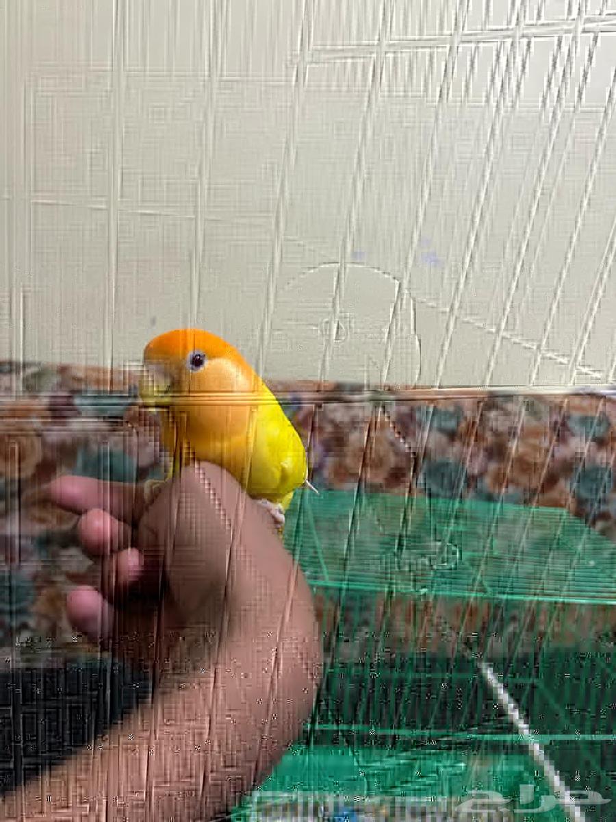 ببغاء روز63079383317379114