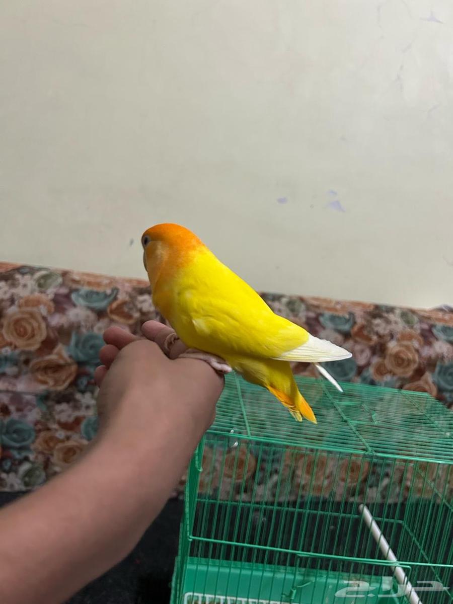 ببغاء روز63079383317379113