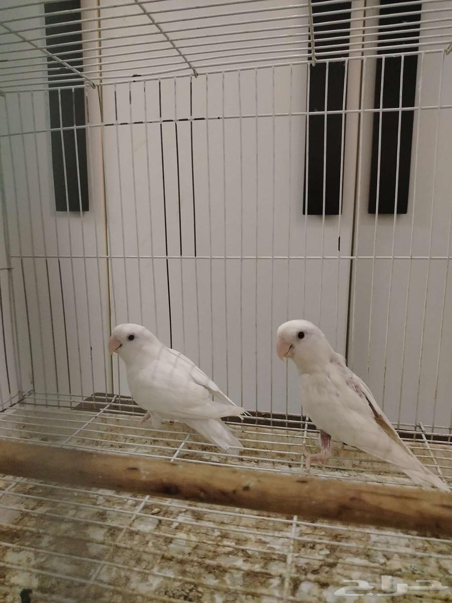 روز البينو عيون حمر630769078297631128