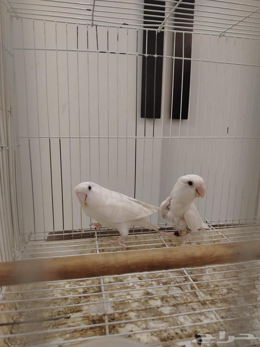 روز البينو عيون حمر63076907829763112