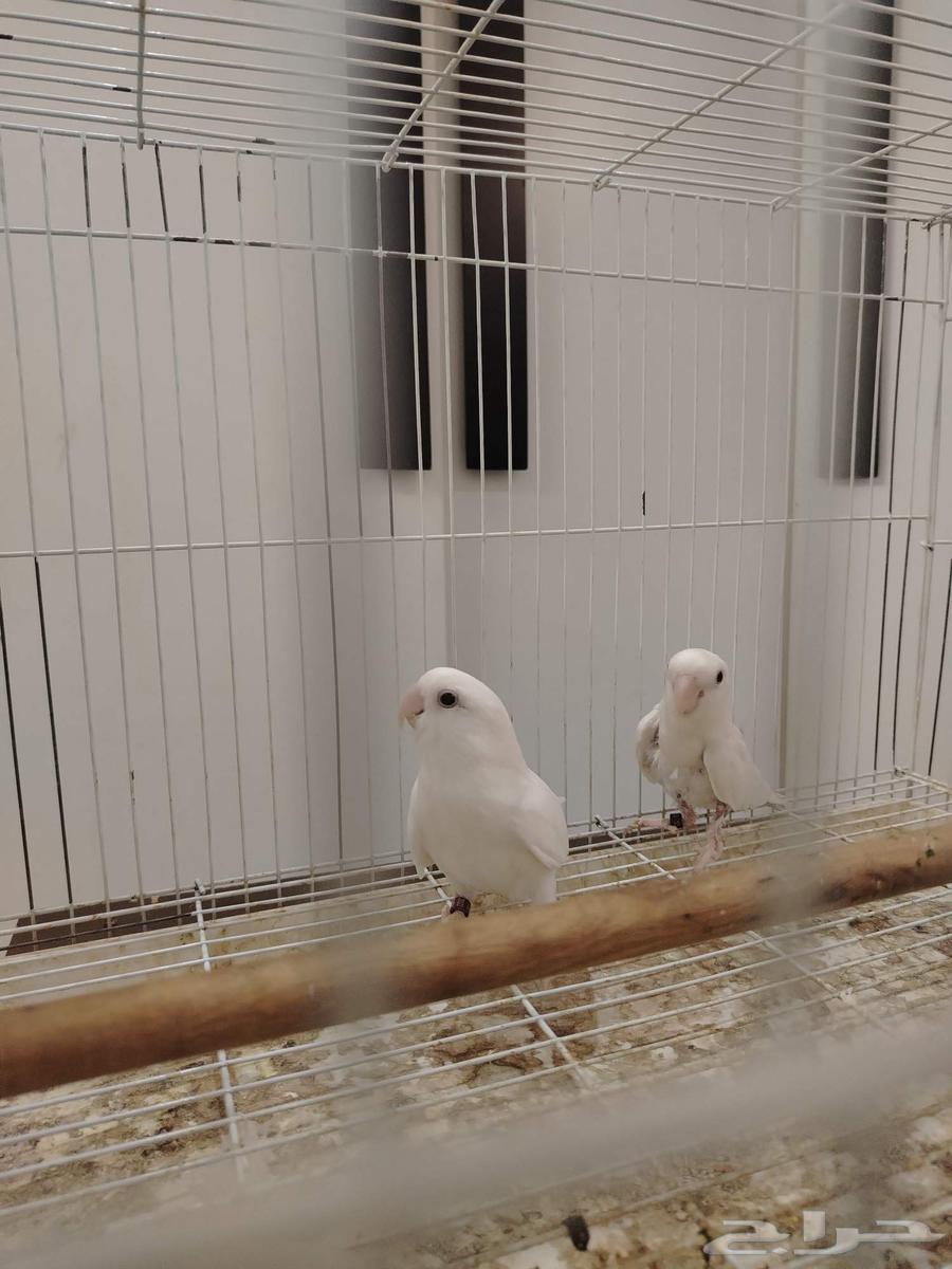 روز البينو عيون حمر63076907829763113