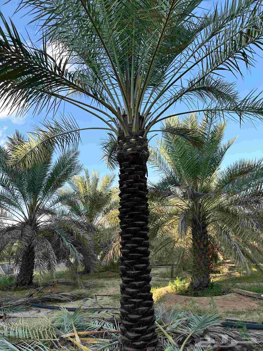 Palm trees for sale, Washingtonian and Arabic63077769697411113