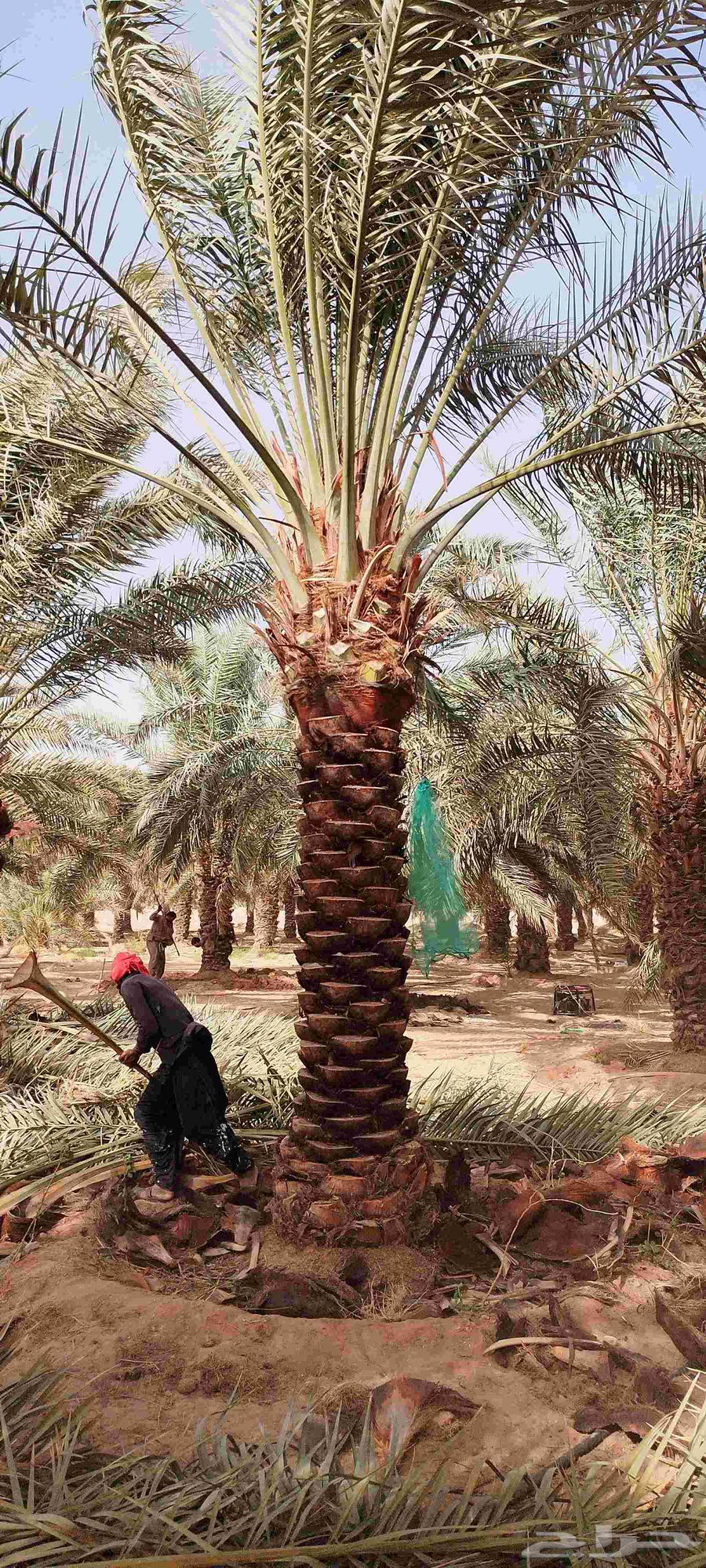 Palm trees for sale, Washingtonian and Arabic63077769697411111