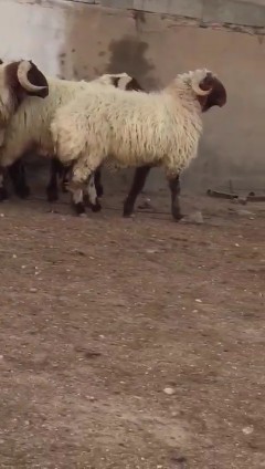 فحول نعيم صنف للبيع63076557419907110