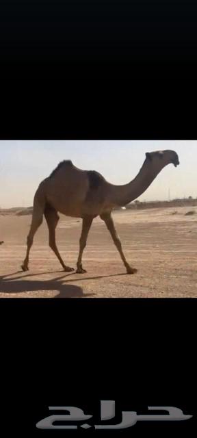 للبيع قعود اصفر دبياني علاهداج ابن بدن السبعي63012201536641115