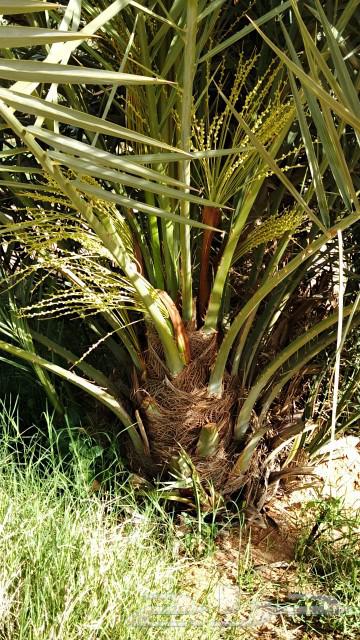 Date for sale, fruitful with appropriate prices63076162357121113