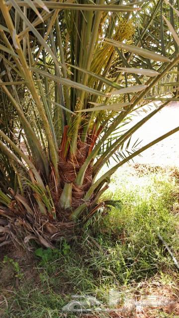 Date for sale, fruitful with appropriate prices63076162357121112
