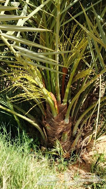 Date for sale, fruitful with appropriate prices63076162357121111