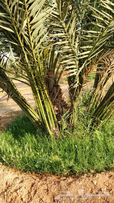 Date for sale, fruitful with appropriate prices63076162357121114