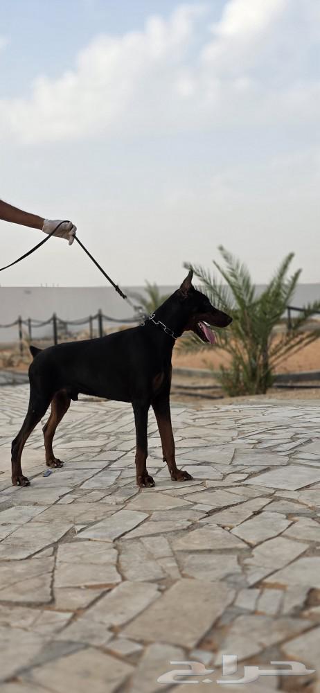 Orbital imported Doberman dog, top level63080231070722111