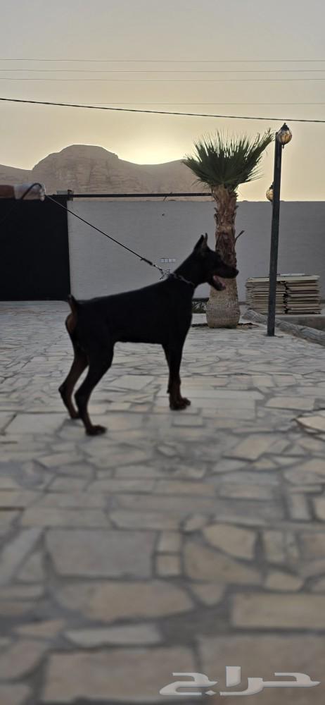 Orbital imported Doberman dog, top level63080231070722113