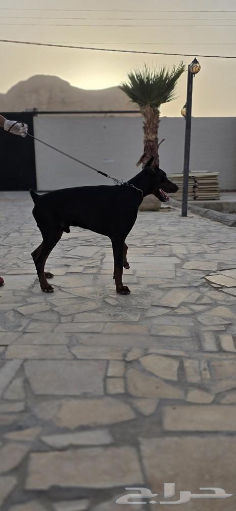 Orbital imported Doberman dog, top level63080231070722112