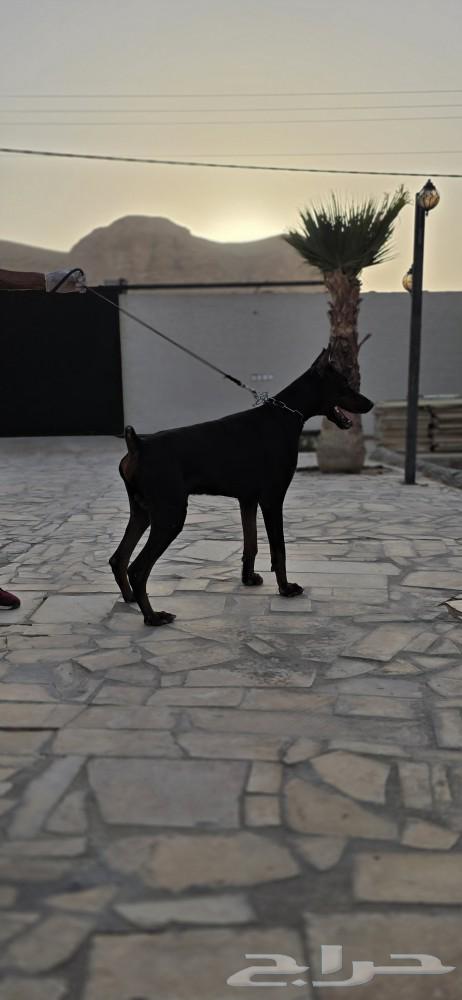 Orbital imported Doberman dog, top level63080231070722114